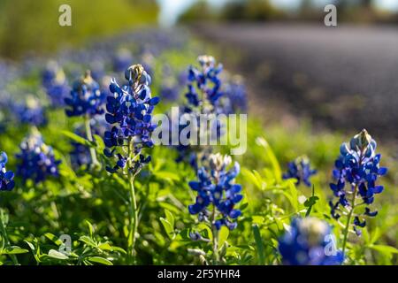 Blaubonnets blühen entlang der Landstraße in der Nähe von Ennis, Texas. Stockfoto