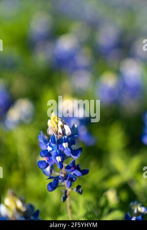 Blaubonnets blühen entlang der Landstraße in der Nähe von Ennis, Texas. Stockfoto