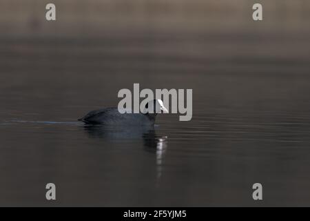 Eurasischer Ruß (Fulica atra) Schwimmen auf dem Wassersee im Frühling Stockfoto