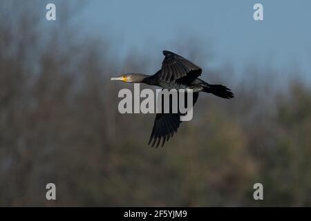 Großer Kormoran (Phalacrocorax carbo), der im Frühjahr fliegt Stockfoto