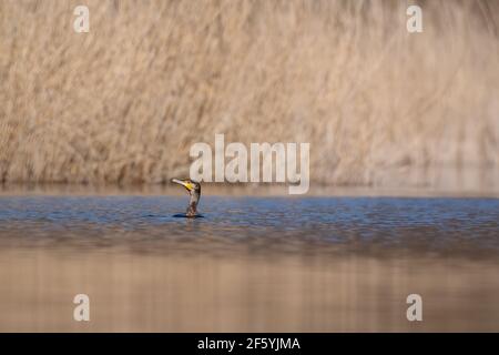 Toller Kormoran (Phalacrocorax carbo), der am frühen Morgen auf dem See schwimmt Stockfoto