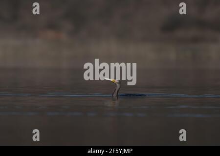 Toller Kormoran (Phalacrocorax carbo), der am frühen Morgen auf dem See schwimmt Stockfoto