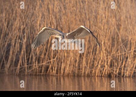 Schöner Graureiher (Ardea cinerea), der im Frühling über den goldenen See fliegt. Ardea cinerea fliegen über den See Stockfoto