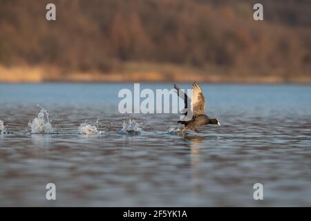 Eurasischer Ruß (Fulica atra) mit ausgestreckten Flügeln läuft auf Wasser. Schwarzer Vogel Rutenente läuft auf See Stockfoto