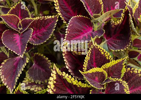 Abstraktes Bild von Blättern mit heller Farbe und verschiedenen Größen Übereinander verteilen Stockfoto