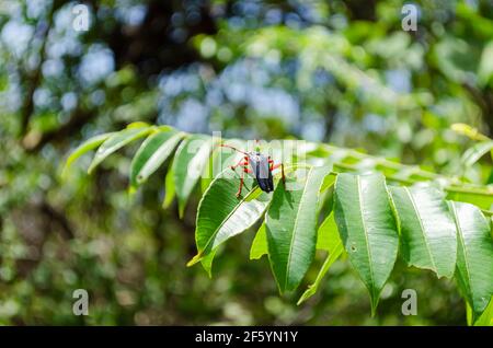 Schwarzer Longhorn Käfer Am Juni Pflaumenbaum Blatt Stockfoto