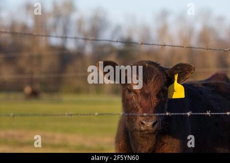 Niedliches Angus-Kalb mit einem gelben Ohranhänger hinter zwei Stacheldraht-Strängen, der die Kamera mit unfokussierten negativen Raum anschaut. Stockfoto