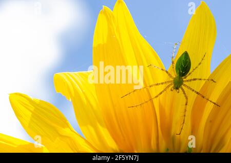 Grüne Spinne Auf Sonnenblumenblättern Stockfoto
