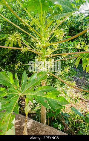 Papaya-Baum mit langen Blütenstielen Stockfoto