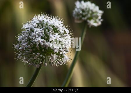 Zwiebelblume 10013 Stockfoto
