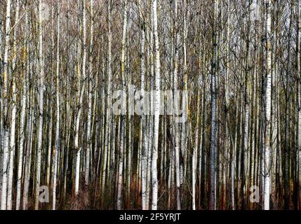 Europäischer weißer Birkenwald. Abstrakte Frontalansicht. Frühlingsszene. Weiße Stämme in Nahaufnahme. Dicht unter Wachstum. Frühjahrssaison. Betula pendula Stockfoto