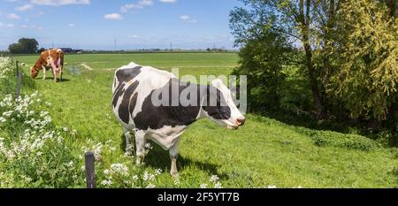 Panorama einer schwarz-weißen Holsteinkuh auf dem Deich bei Groningen, Holland Stockfoto