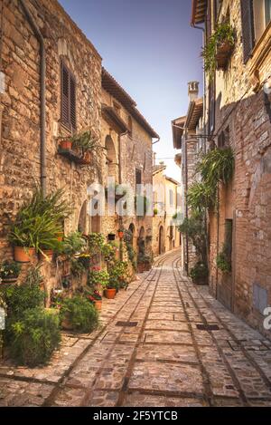 Spello Infiorata Dorfstraße, Pflanzen und Blumen an den Wänden befestigt. Perugia, Umbrien, Italien, Europa. Stockfoto