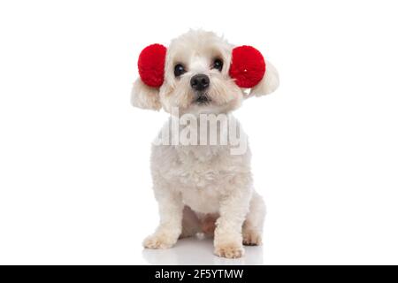 Schmückt den kleinen bichon-Hund in flauschigen Kopfhörern und sitzt darauf Weißer Hintergrund Stockfoto