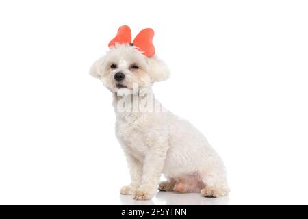 Sitzender bichon-Hund mit Schmetterling-Stirnband und wegschauen Auf weißem Hintergrund Stockfoto