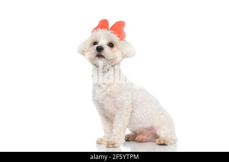 Süßer bichon Hund trägt ein Schmetterling Stirnband, sitzen und wegschauen auf weißem Hintergrund Stockfoto