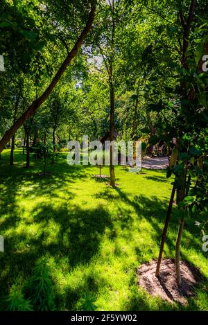 Sonne scheint durch Bäume in einem Park. Stockfoto