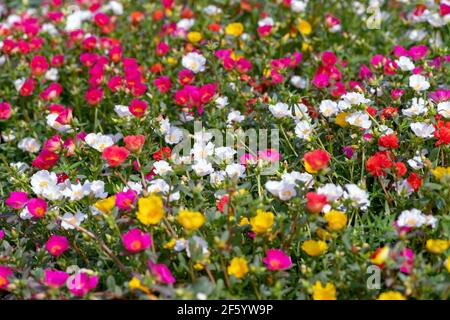 Ein Haufen Portulaca grandiflora blüht im Garten mit Bienen herum Die Blumen Stockfoto