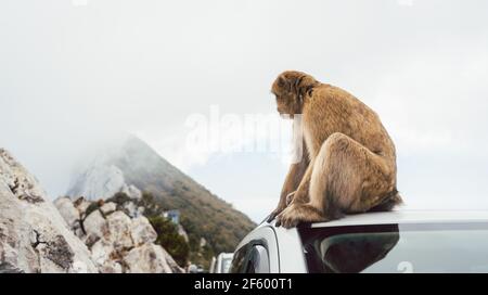 Affe sitzt auf einem Auto mit Felsen von Gibraltar in Der Hintergrund Stockfoto