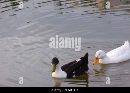 Schwarz-Weiß-Enten Schwimmen in Lake at Park Stockfoto