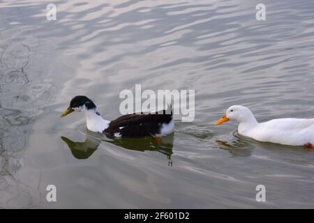 Black and White Ducks Schwimmen See im Park Stockfoto