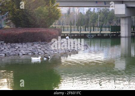 Black and White Ducks Schwimmen See im Park Stockfoto