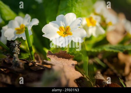 Primrose Wald blühte im Frühjahr. Eine schöne, weiche gelbe Blume aus der Nähe in den hellen Strahlen der Sonne. Makro von wilden Waldblumen. Natürliche gr Stockfoto