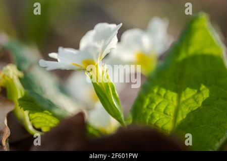 Primrose Wald blühte im Frühjahr. Eine schöne, weiche gelbe Blume aus der Nähe in den hellen Strahlen der Sonne. Makro von wilden Waldblumen. Natürliche gr Stockfoto