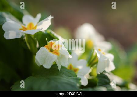 Primrose Wald blühte im Frühjahr. Eine schöne, weiche gelbe Blume aus der Nähe in den hellen Strahlen der Sonne. Makro von wilden Waldblumen. Natürliche gr Stockfoto