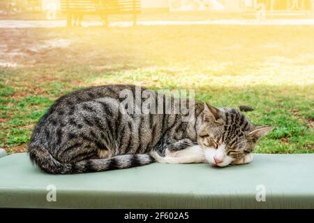 Grau gefleckte Katze schläft auf einem offenen grünen Holzstuhl in einem Park mit grüner Natur an einem sonnigen Tag. Stockfoto