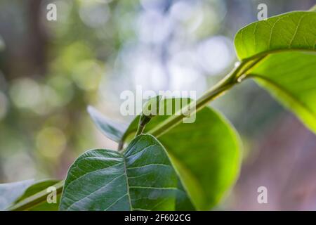 Guavazweig mit blütenlosen Blütenknospen im Garten Stockfoto