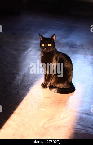 Eine schöne schwarze Katze starrt aufmerksam auf die Kamera. Stockfoto