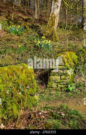 Narzissen und Trockensteinmauer, Hardcastle Crags, National Trust, Hebden Bridge, West Yorkshire Stockfoto