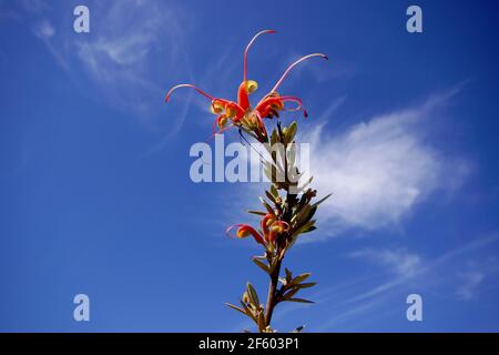 Grevillea tripartita mit roter und gelber Blüte, endemisch im Südwesten Westaustraliens, mit blauem Himmel und weißen Wolken Stockfoto
