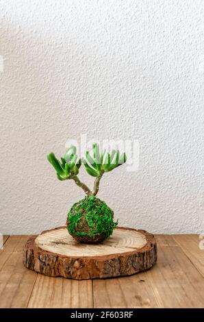 Kleiner Kokedama (Moosball) Einer Sukkulenten Pflanze namens Crassula ovata gollum oder hobbit Stockfoto