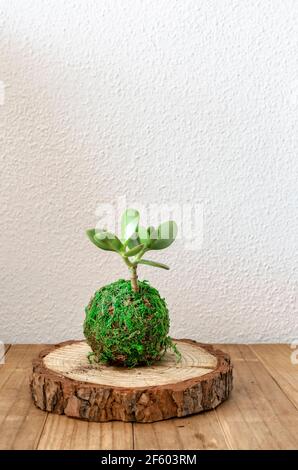 Kokedama einer Sukkulenten Pflanze namens crassula ovata oder Jade Pflanze. Selektiver Fokus. Stockfoto