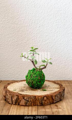 Kokedama einer Sukkulenten Pflanze genannt portulacaria afra auch als Jade Zwerg oder Pflanze des Plenty bekannt. Stockfoto