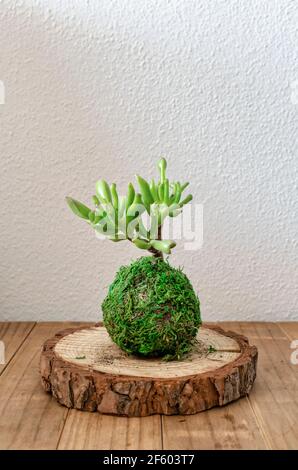 Kleiner Kokedama (Moosball) Einer Sukkulenten Pflanze namens Crassula ovata gollum oder hobbit Stockfoto