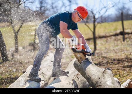 Holzfäller mit Kettensäge Schneiden große Buche Stämme Stockfoto