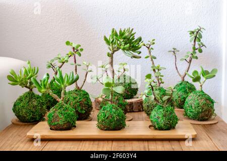 Kokedamas (Mooskugeln) von saftigen Pflanzen genannt Portulacaria afra und crassula ovata. Stockfoto