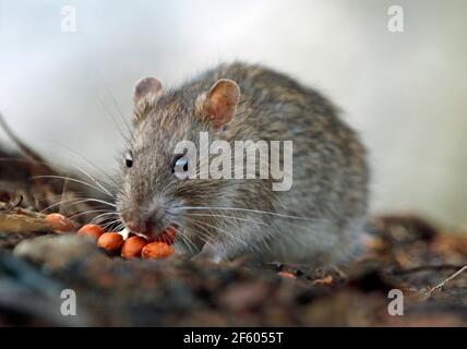 Wilde Ratten, die im Wald auf Nahrungssuche sind Stockfoto