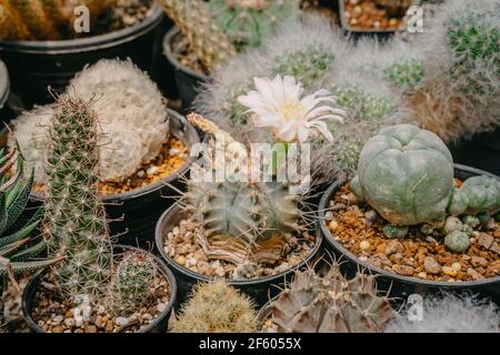 Kaktusblüten, Gymnocalycium mihanovichii mit weißer Blume blüht auf Topf, Sukkulent, Kakteen, Kakteen, Baum, Dürretolerante Pflanze. Stockfoto