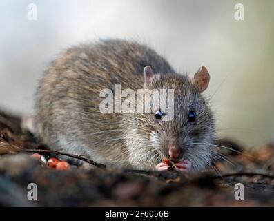 Wilde Ratten, die im Wald auf Nahrungssuche sind Stockfoto