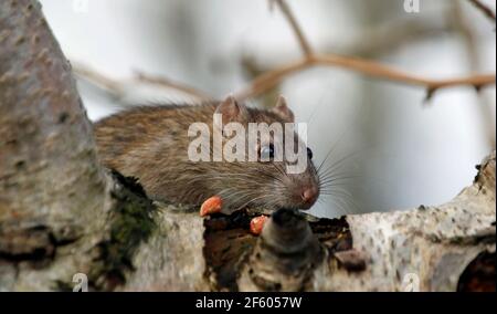 Wilde Ratten, die im Wald auf Nahrungssuche sind Stockfoto