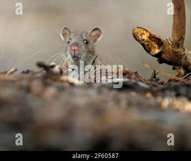 Wilde Ratten, die im Wald auf Nahrungssuche sind Stockfoto