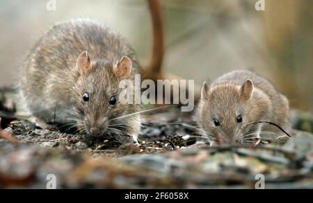 Wilde Ratten, die im Wald auf Nahrungssuche sind Stockfoto