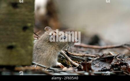 Wilde Ratten, die im Wald auf Nahrungssuche sind Stockfoto