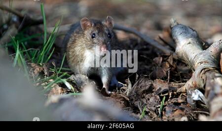 Wilde Ratten, die im Wald auf Nahrungssuche sind Stockfoto