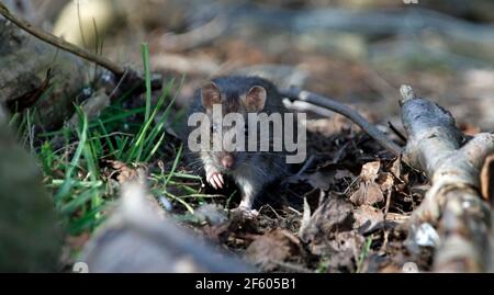 Wilde Ratten, die im Wald auf Nahrungssuche sind Stockfoto