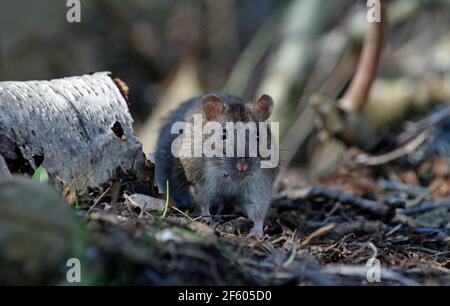 Wilde Ratten, die im Wald auf Nahrungssuche sind Stockfoto